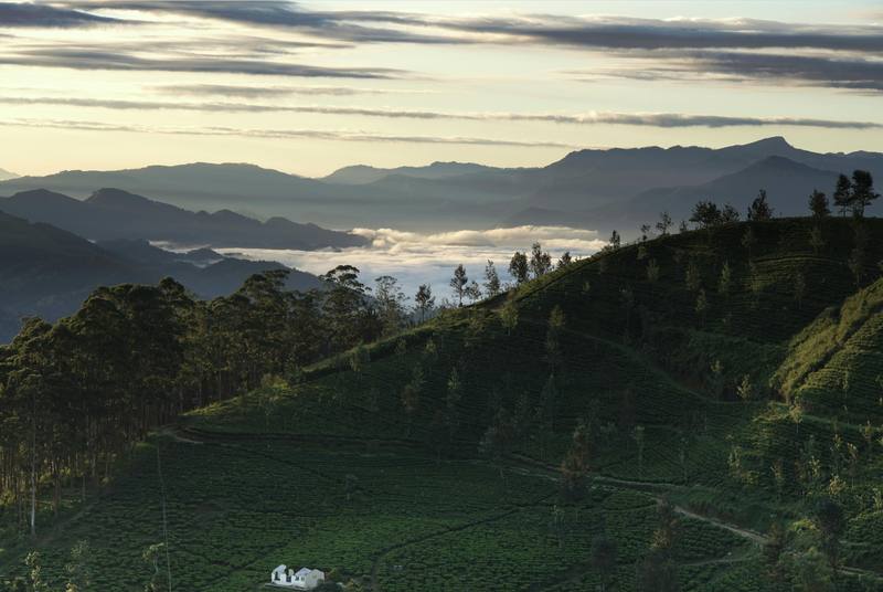 Sri Lanka tea country at dusk